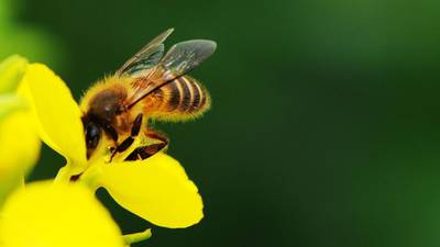 Research planned into bee population collapse