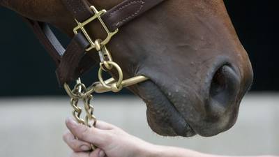 Majority of Horse Sport Ireland board resigns amid governance turmoil