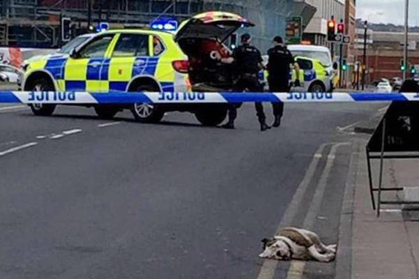UK police shoot dead two rampaging dogs