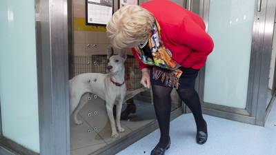 New dog control measures include trebling of fines to €300