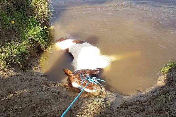 Gardaí investigate pony’s ‘horrific’ death in river Nore