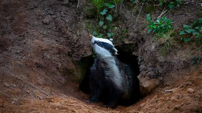 Builder must pay €15,000 in charitable donations for ‘entombing’ badgers on west Dublin site