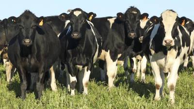 Department of Agriculture urged to revoke licence for cattle ship