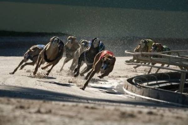 Barry’s Tea and FBD Insurance pull greyhound racing funding