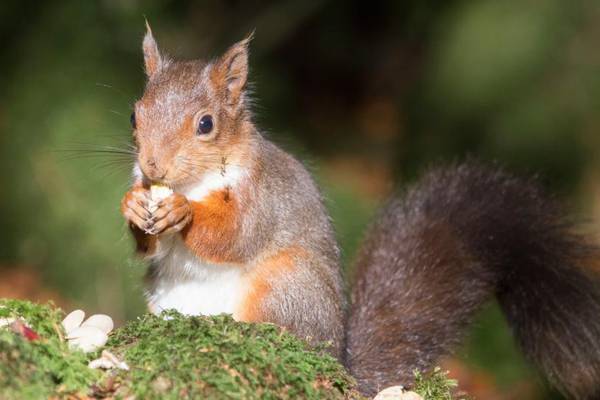 RTÉ presenter lends support to red squirrels in Donegal