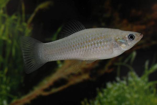 Meet the all-female fish wowing the world of science