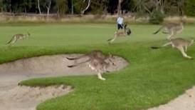 Out of bounds: hundreds of kangaroos invade Australian golf course