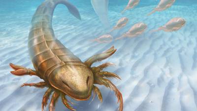 Fossil shows giant sea scorpion was a top predator
