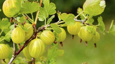 Seasonal suppers: why being a  gooseberry is no insult