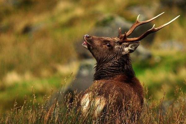 Nine deer killed by train travelling from Cork to Dublin