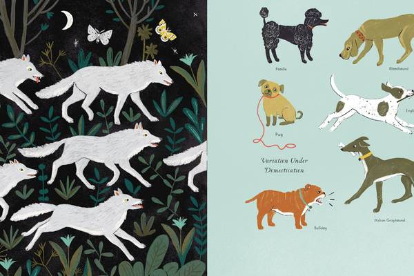 Children’s books round-up: Animals rule in the world of fiction