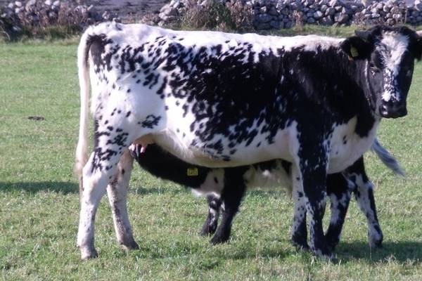 Droimeann cow recognised as native rare irish breed