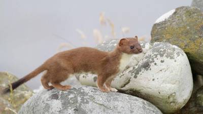 Stoats leaving  countryside for the bright city lights