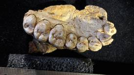 Ancient jawbone ‘a revolution’ in understanding of human evolution