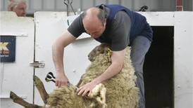 Shear delight for contest as more than 6,600 sheep rounded up