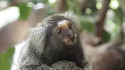 Monkeys and bird brains prove power of animal learning curve
