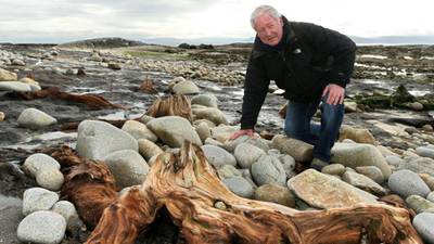 Galway’s drowned forest shows climate change is nothing new