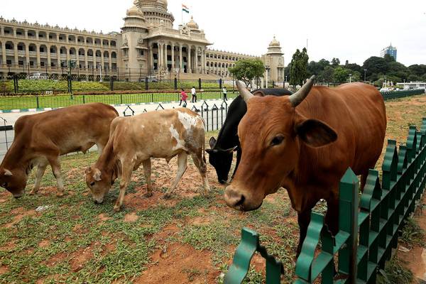 Indian state beefs up efforts to protect cows