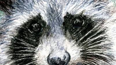 The raccoons of Macroom: Look out for these escapees of the pet trade