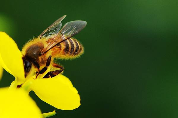 More to Irish bees than honey, hives and dancing