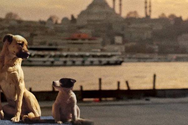 A dog’s-eye view of life on the streets of Istanbul
