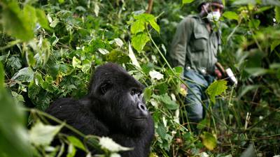 Concern over mountain gorillas getting infected with coronavirus
