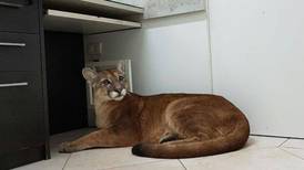 Cork cougar reports prompt animal welfare group to set traps
