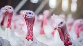 Minister ‘very confident’ there will be turkeys for Christmas despite second avian flu outbreak