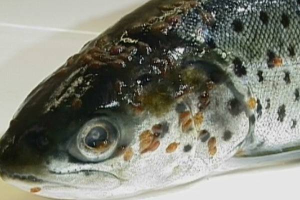 Angling Notes: Lice infestation of sea trout worst close to marine salmon farms, research finds