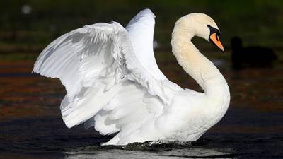 Case of Avian flu found in swan found dead in Co Derry