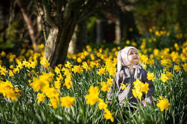 Daffodil Day raises €6 million for Irish Cancer Society