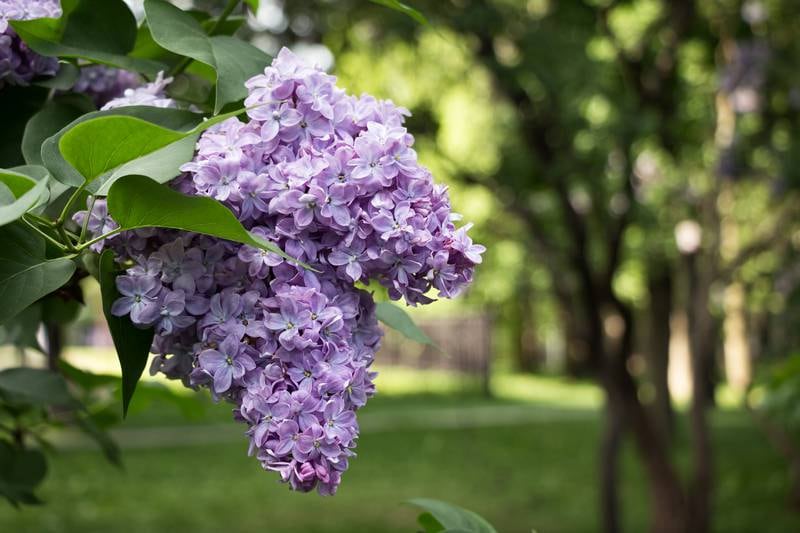 Your gardening questions answered: Can I plant lilac now?