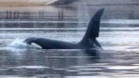 Did you spy the orcas in Strangford Lough? Readers’ nature queries