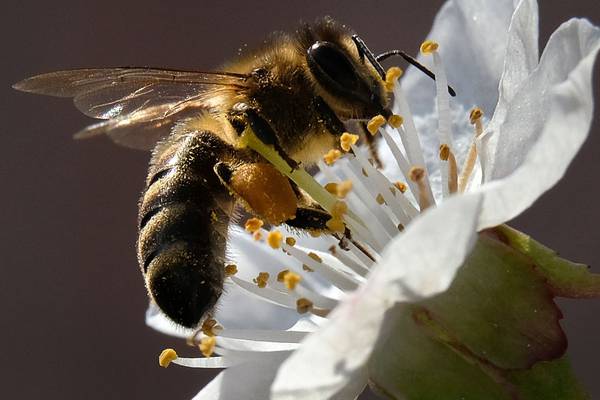 EU members back ban on insecticides to protect honey bees