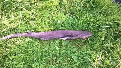 Is that a shark I found on the banks of the Suir?