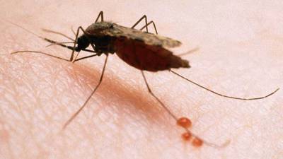 Spike in malaria due to climate change, Ugandan government says