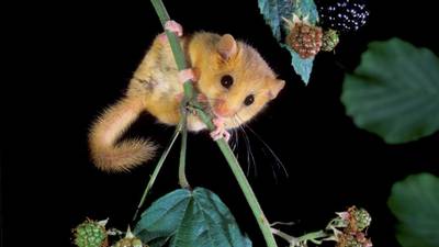 The dormouse makes first appearance in Ireland
