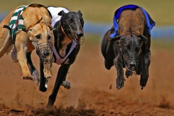 Greyhound racing company takes High Court action against protesters
