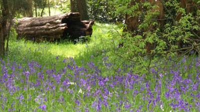 Take a walk in the woods for inspiration for shady town gardens