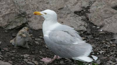 Gulls eating rabbit is 'normal', says Birdwatch