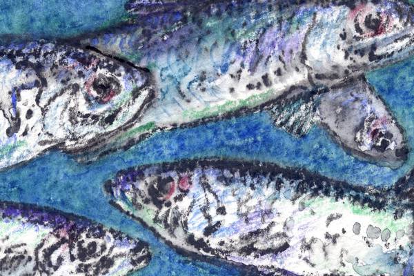 The unsung fate of the ocean’s Atlantic herring