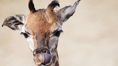 Rothschild giraffe calf, one of the most threatened subspecies, born at Dublin zoo