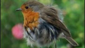 Why is this robin’s plumage in rag order? Readers’ nature queries
