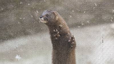 Call to cull mink in Ireland urged after Covid-19 Danish farm scare