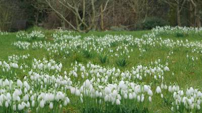 Reasons to be cheerful in the garden: Snowdrops are in