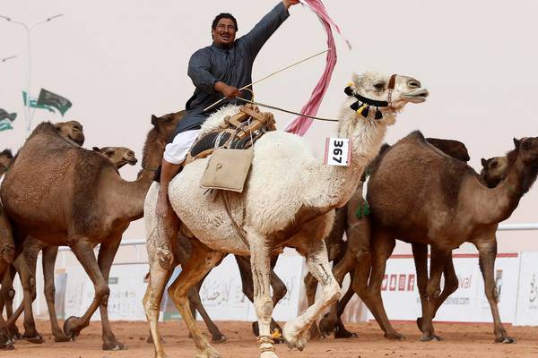 Camels banned from beauty contest after receiving Botox injections