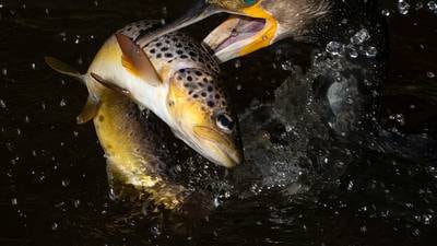It may be time for Ireland to recognise some of our locally unique brown trout as separate species