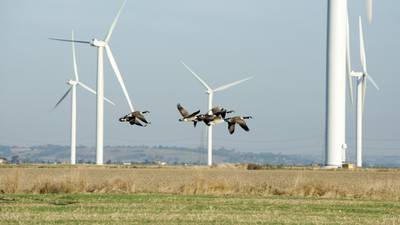 Access Science: Wind turbines pose a threat to the birds of Ireland