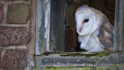 Deaths of barn owls and chicks lead to survey on Tralee bypass
