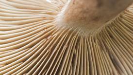 Codd Mushrooms in major British expansion deal